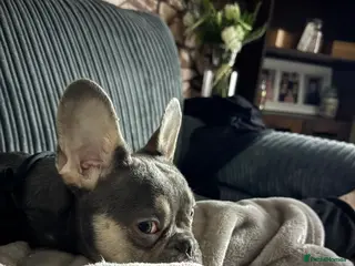 French Bulldog dogs french bulldog - Advert 1