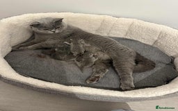 British Shorthair cats for sale: Supreme Grand Champion Sired Kittens - Image 7