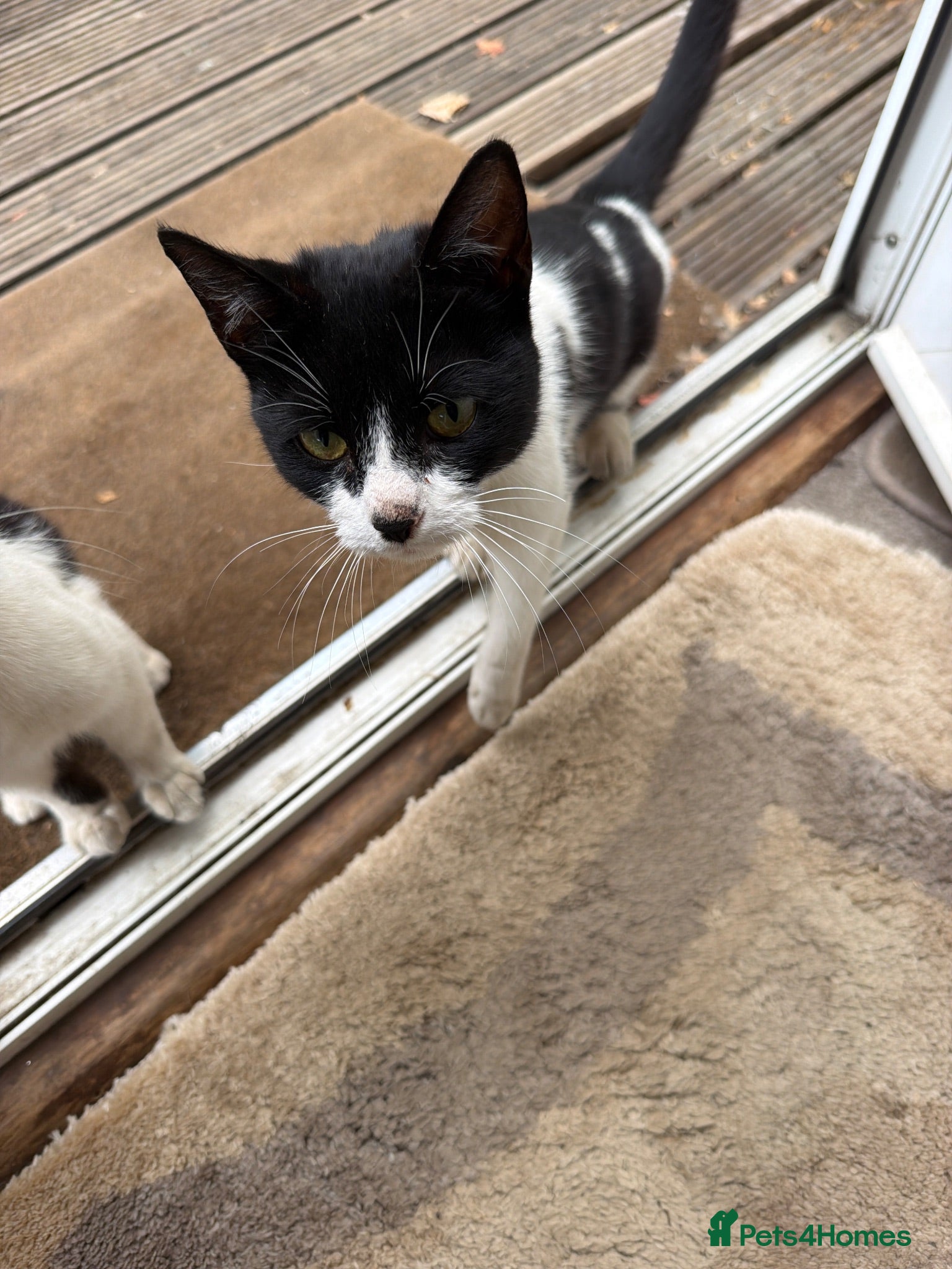 Mixed Breed cats Kittens - Advert 1