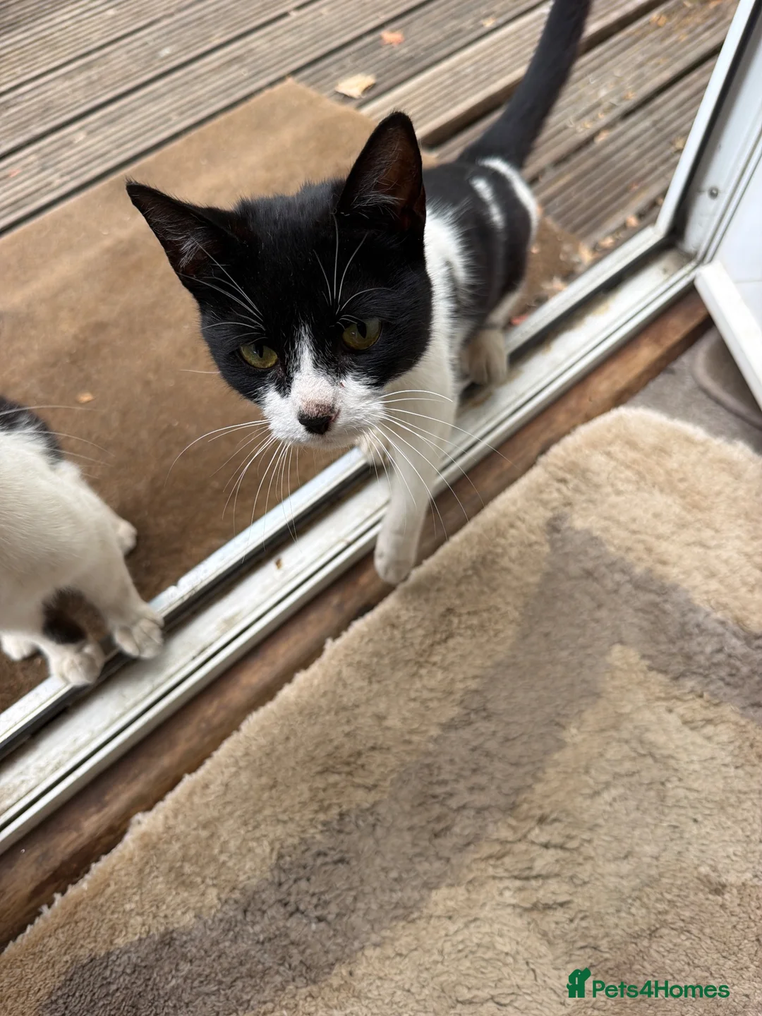 Mixed Breed cats for sale: Kittens in Redhill - Advert 1