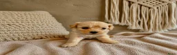 Maltipoo dogs for sale: 5 Wonderful pups looking. for forever home - Advert 5