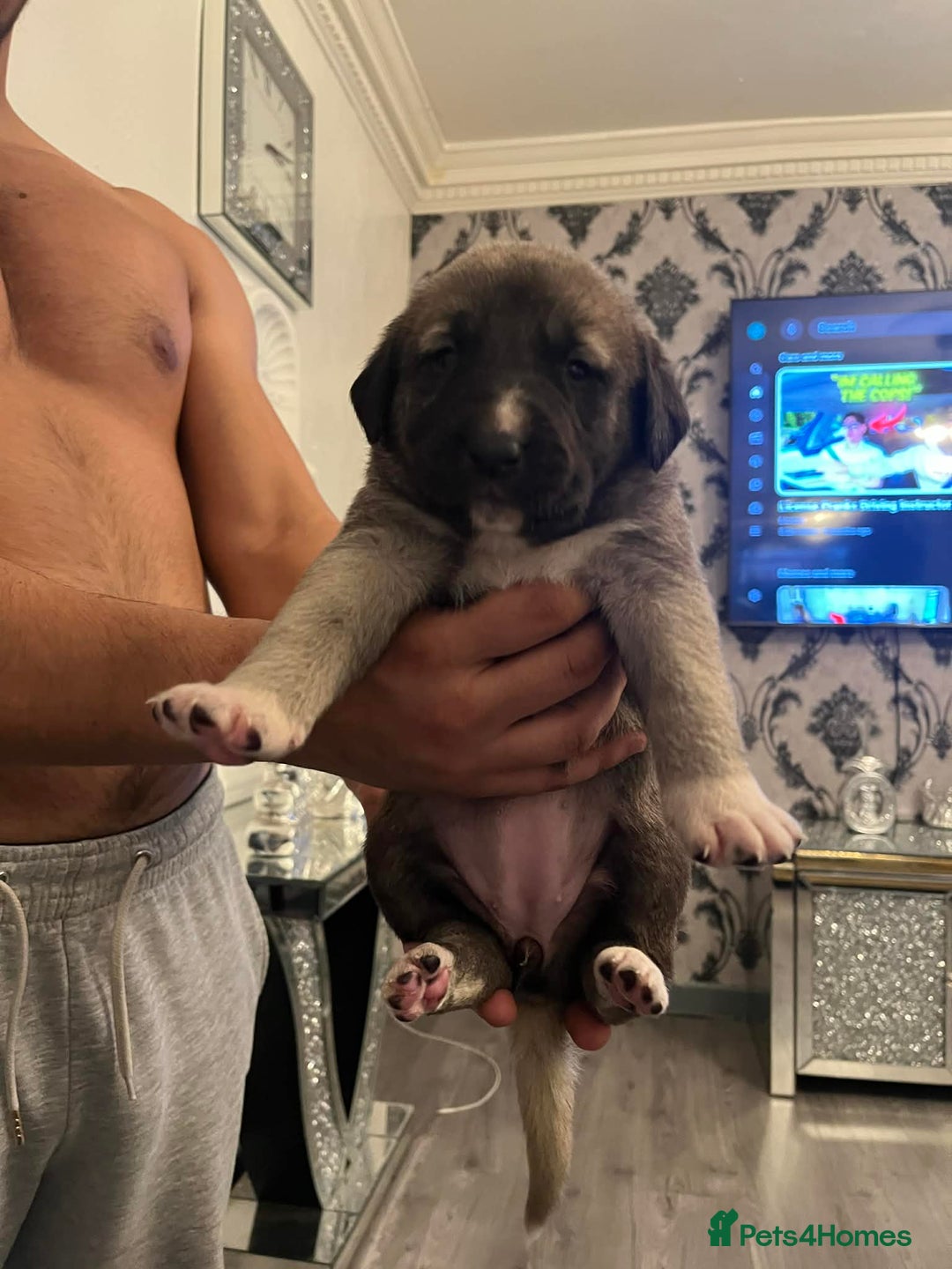 Turkish Kangal dogs for sale: Turkish kangal - Advert 8