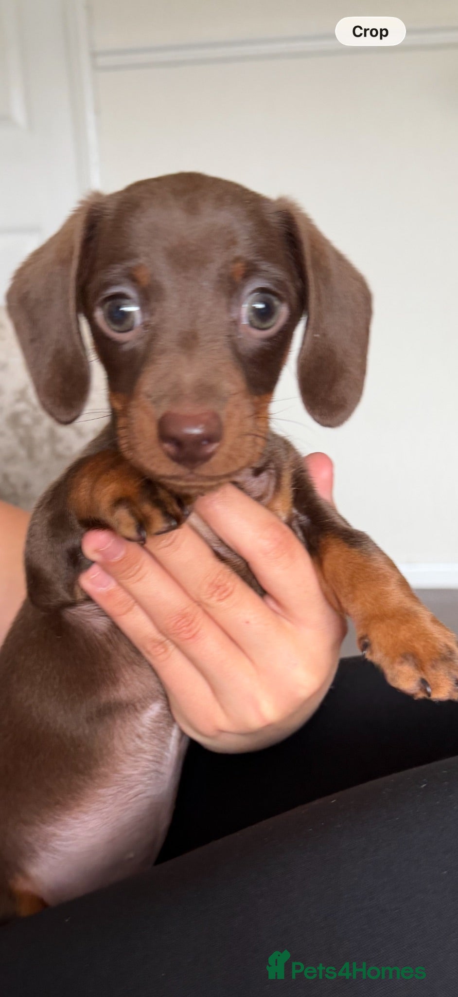 Dachshund dogs Miniature Dachshund Puppies  - Advert 2