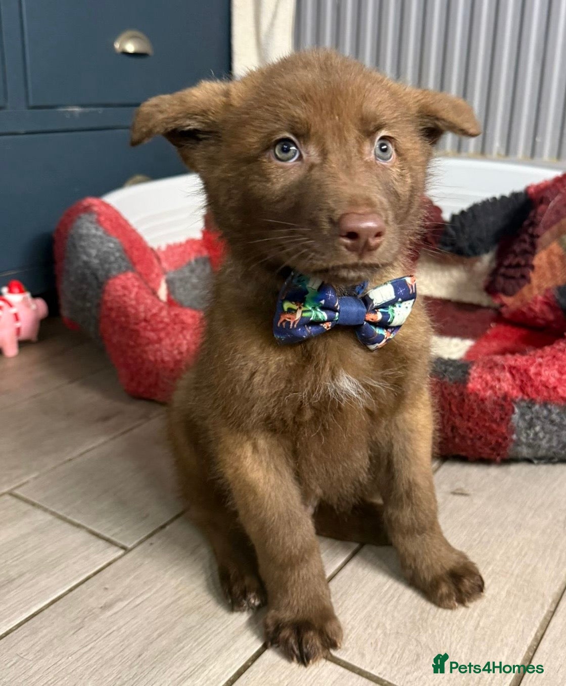 Saarloos Wolfdog dogs Extensively Health Tested Wolfdog Puppies - Advert 1