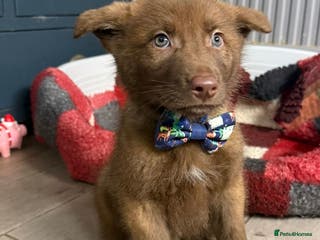 Saarloos Wolfdog dogs Extensively Health Tested Wolfdog Puppies - Advert 7