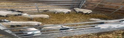 Sheep livestock for sale: Pet lambs - Advert 2