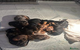 Dachshund dogs for sale: Mini dachshunds - 1 girl available - Image 15