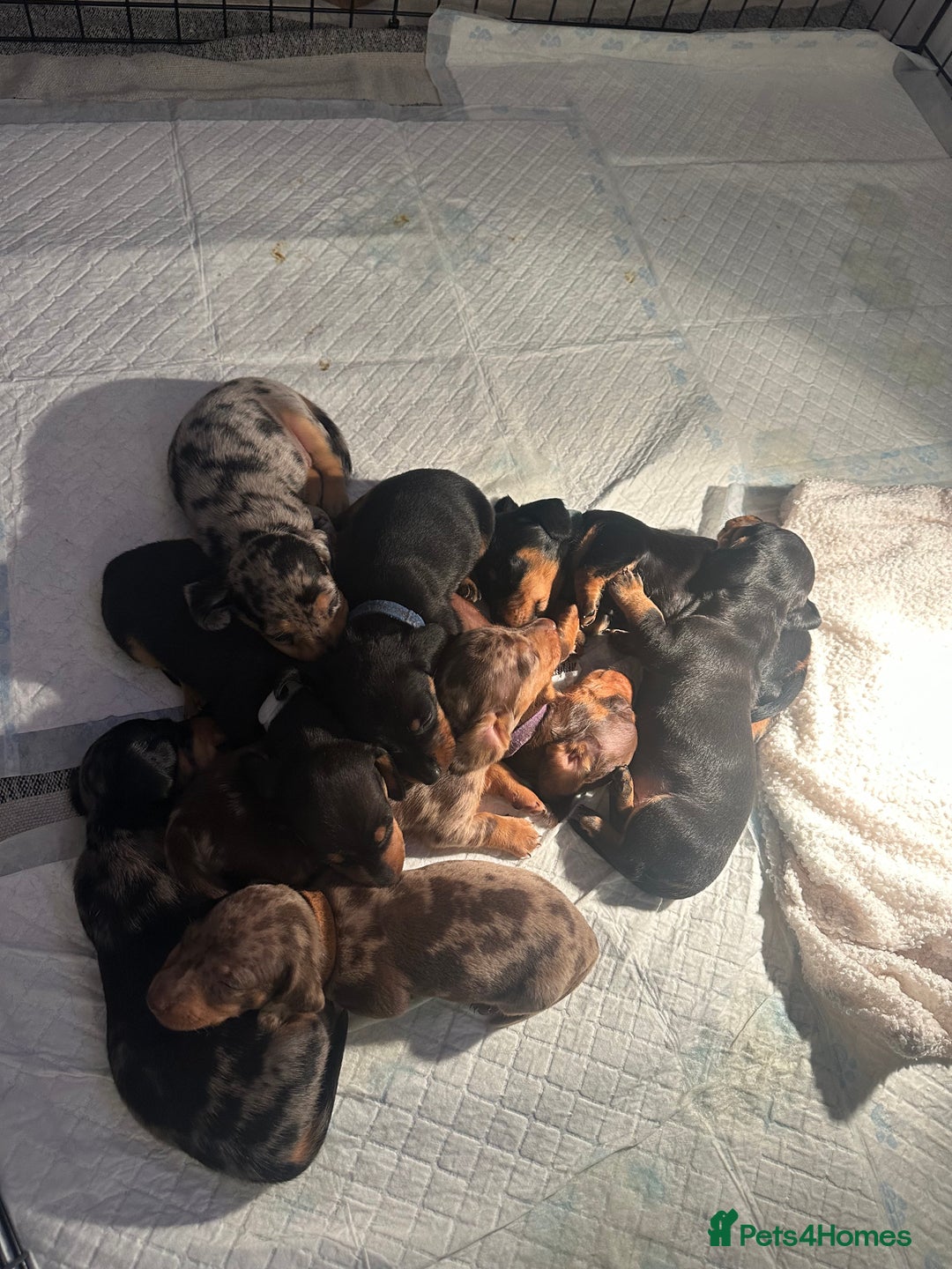 Dachshund dogs for sale: Mini dachshunds - 1 girl available - Image 15