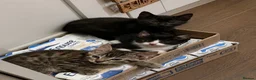 Mixed Breed cats for sale: 6 playful kittens for sale! - Advert 5