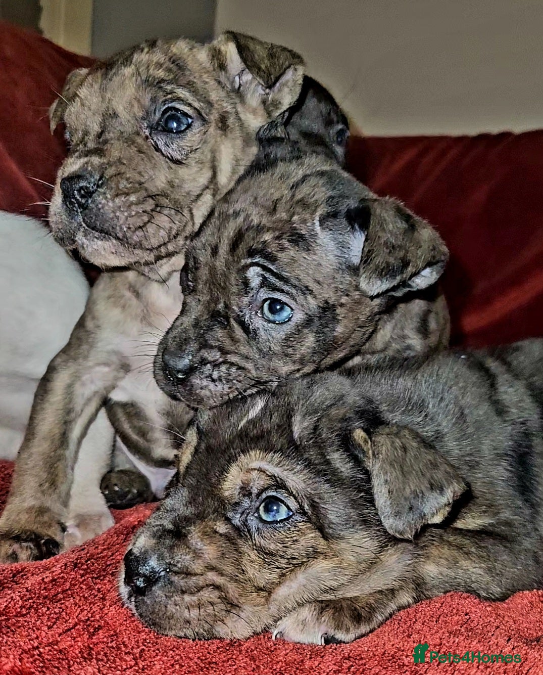 Mixed Breed dogs Presa Canario/Cane Corso Mollosser Dogs  - Advert 6