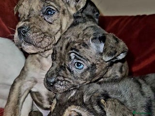 Mixed Breed dogs Presa Canario/Cane Corso Mollosser Dogs - Advert 6