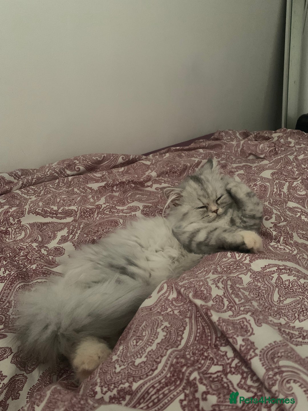 Persian cats for sale: Fluffy Persian Girl Looking for a Forever Home - Advert 6