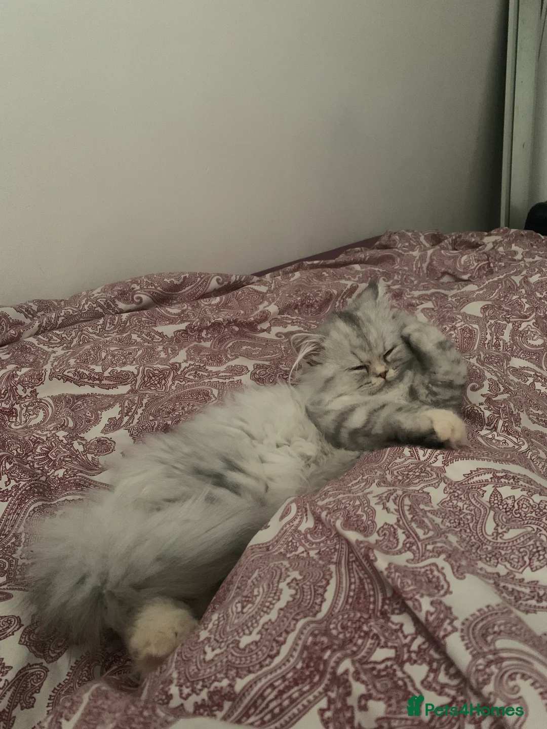 Persian cats for sale: Fluffy Persian Girl Looking for a Forever Home - Advert 6