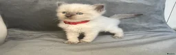 Ragdoll cats for sale: Beautiful mink ragdoll kittens all male  - Advert 17