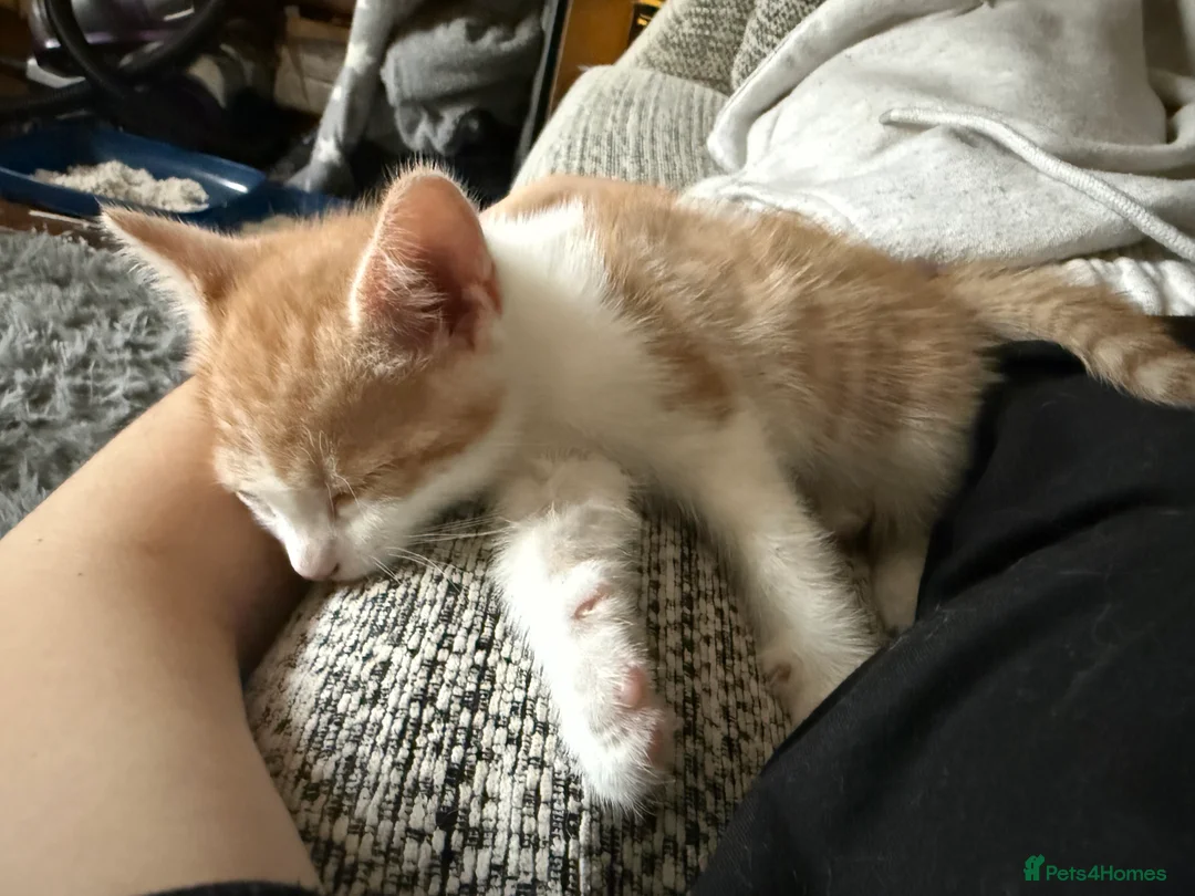Mixed Breed cats for sale: 2 x kittens - Advert 2