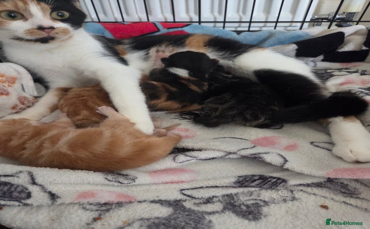 Mixed Breed cats - Advert 5