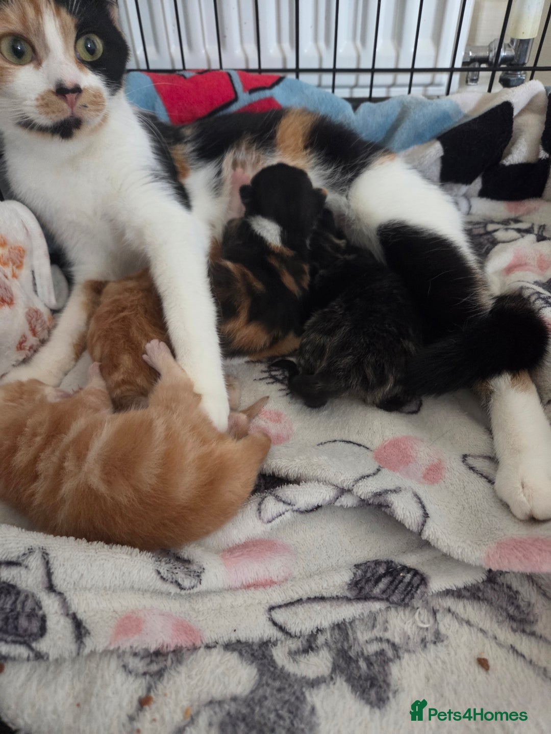 Mixed Breed cats for sale: Beautiful kittens - Image 1