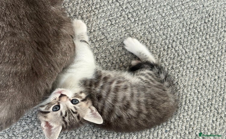 British Shorthair cats - Advert 13