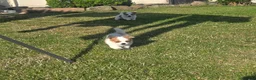 Mixed Breed dogs for sale: Beautiful last little girl - Advert 6