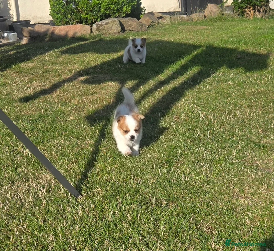 Mixed Breed dogs for sale: Beautiful last little girl - Advert 6