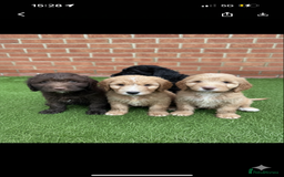 Cockapoo dogs for sale: Beautiful cockapoo puppies  - Image 2