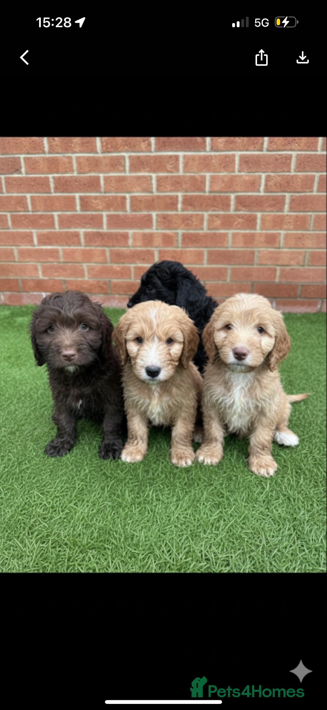 Cockapoo dogs for sale: Beautiful cockapoo puppies  - Image 2