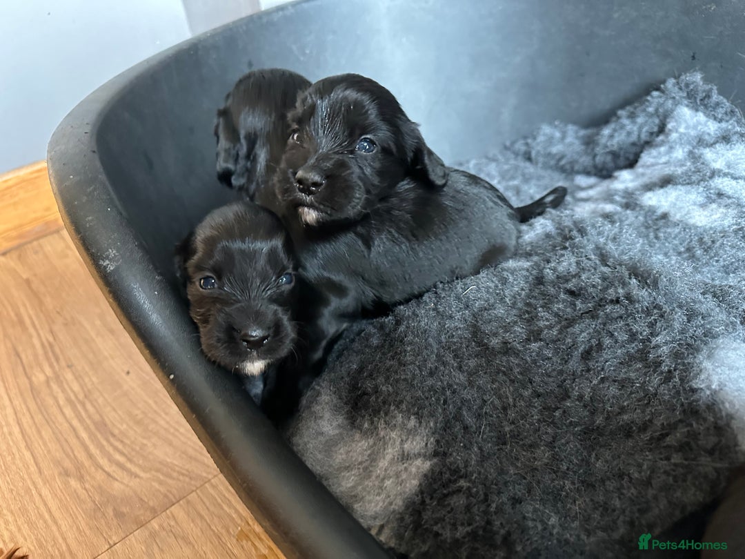 Cocker Spaniel dogs for sale: Kennel Club reg’d Cocker Puppies - Image 13
