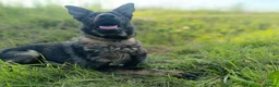 German Shepherd dogs for sale: Czech Working Line Gsd Female, KC Reg, BH-VT title - Advert 6