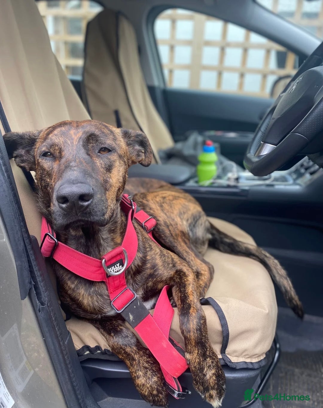 Mixed Breed dogs for adoption: 💔 Handsome Oscar is looking for his forever home  - Advert 9