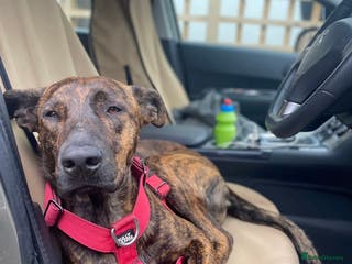 Mixed Breed dogs 💔 Handsome Oscar is looking for his forever home - Advert 4