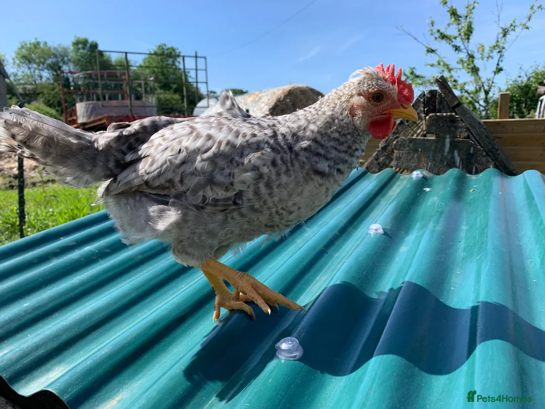 Chickens poultry for sale: Crested Cream legbar pure breed cockerel  in Alton - Advert 2
