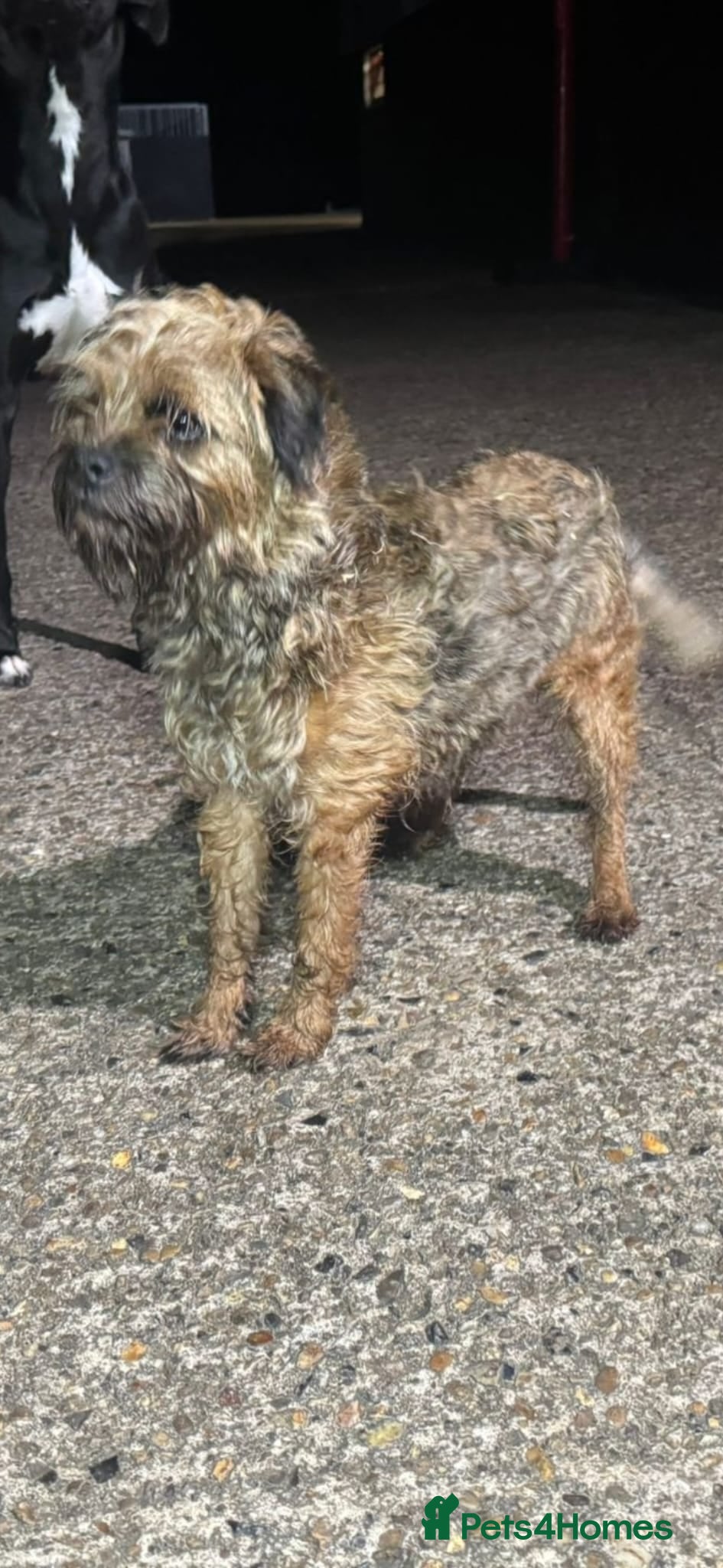 Mixed Breed dogs Border X Patterdale pups  - Advert 1