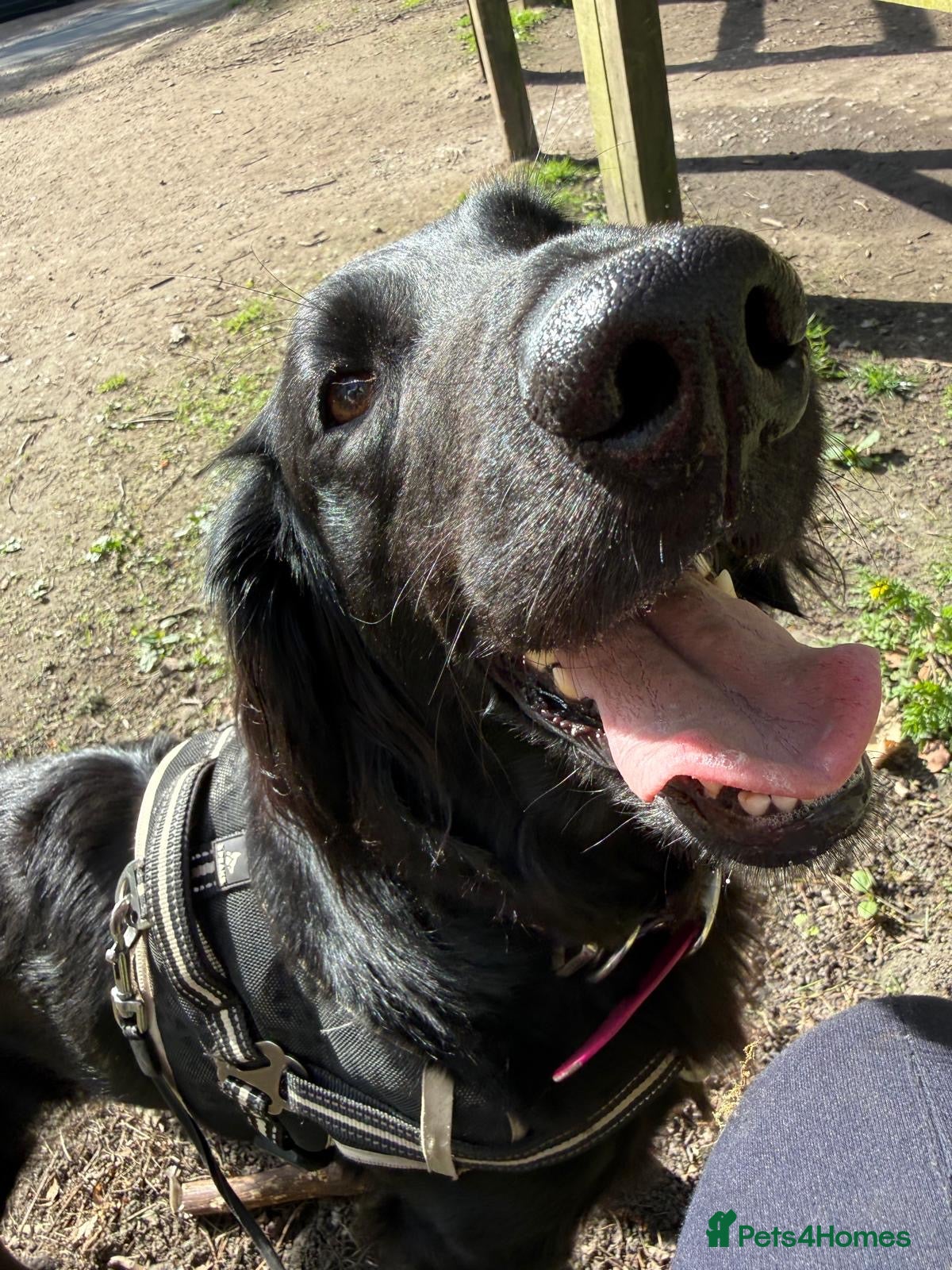 Flat coated Retriever dogs for sale: Adorable Flat Coated Retriever Puppies  - Advert 3