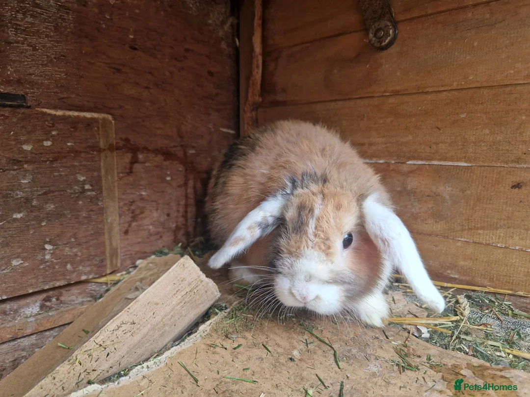 Mini Lop rabbits for sale: Super Cute Purebred Mini Lop Babies- m and f  - Advert 14