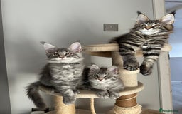 Maine Coon cats for sale: Gorgeous Pure Breed Maine Coon Kittens - Image 19