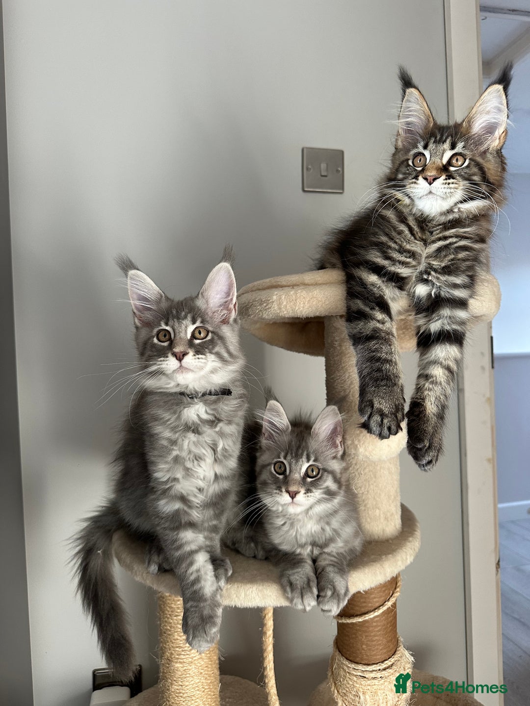 Maine Coon cats for sale: Gorgeous Pure Breed Maine Coon Kittens - Image 19