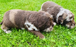 Labradoodle dogs for sale: Chocolate Merle Labradoodle Babies 🐾🐾🐾 - Image 6