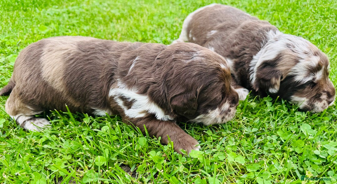 Labradoodle dogs for sale: Chocolate Merle Labradoodle Babies 🐾🐾🐾 - Image 6