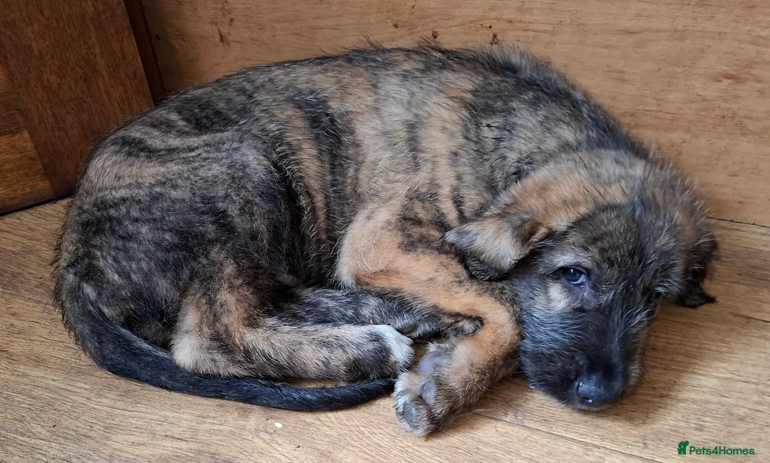 Irish Wolfhound dogs for sale: Beautiful KC reg. Irish Wolfhound Puppies - Advert 2