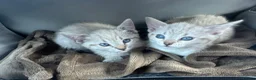 Bengal cats for sale: 8 wk snow female bengal  - Advert 7