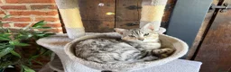 Bengal cats for sale: Stunning Silver Tabby Bengal - Advert 1