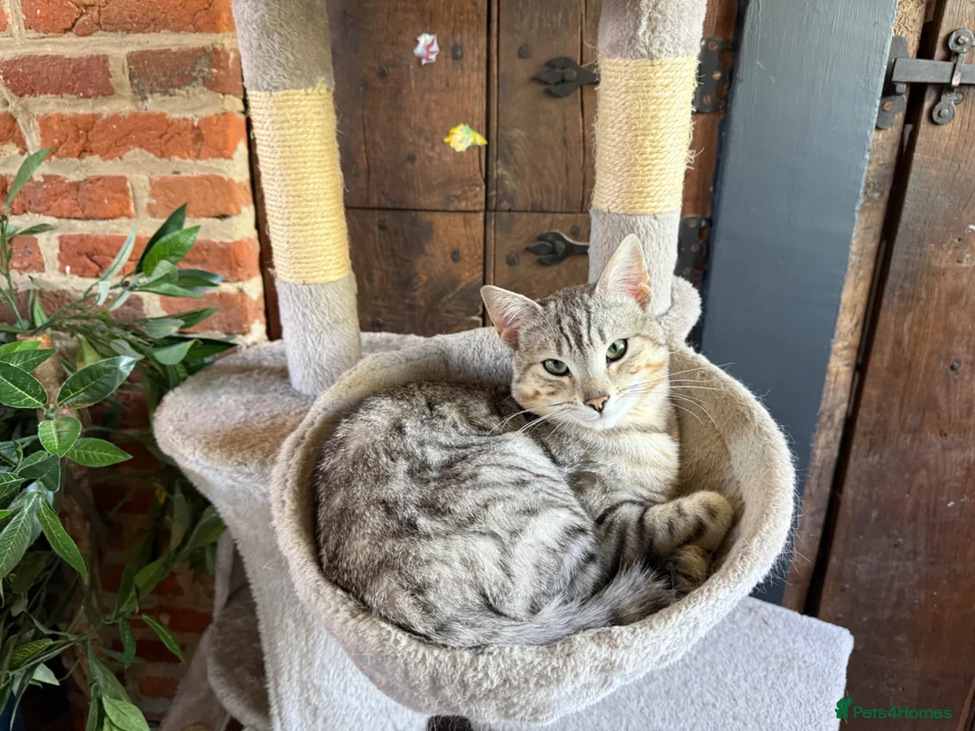 Bengal cats for sale: Stunning Silver Tabby Bengal - Advert 1