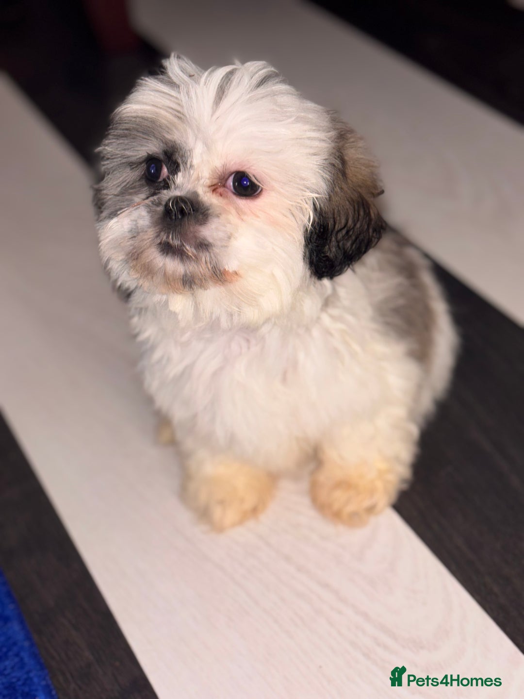 Shih Tzu dogs for sale: 4 beautiful shih tzu - Advert 11