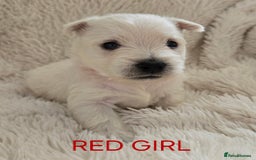 West Highland Terrier dogs for sale: STUNNING WEST HIGHLAND TERRIER PUPPIES  - Image 13