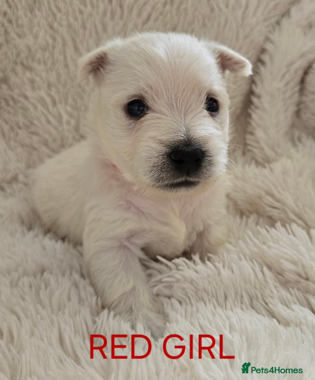 West Highland Terrier dogs for sale: STUNNING WEST HIGHLAND TERRIER PUPPIES  - Image 13