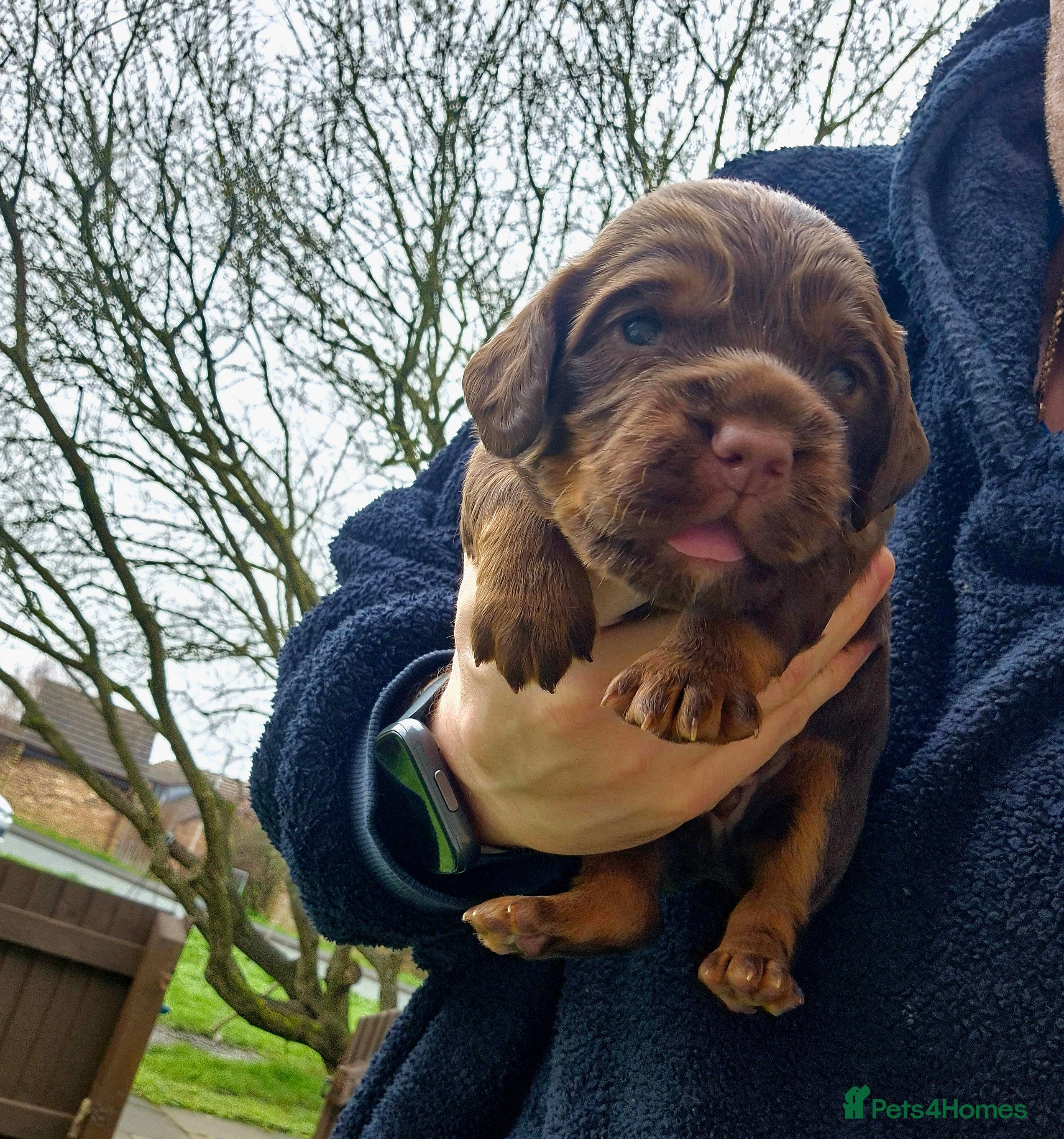 Cocker Spaniel dogs LAST BOY AVAILABLE ❤️ - Advert 2