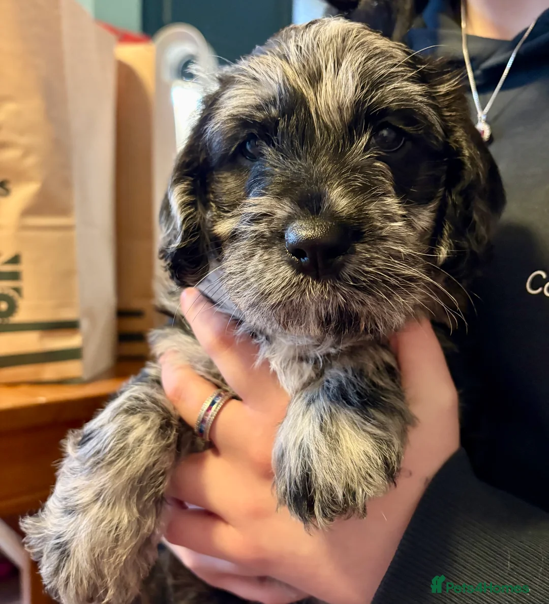 Labradoodle dogs for sale: Female F1 merle labradoodle  - Advert 1