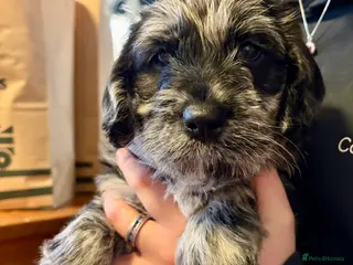 Labradoodle dogs Female F1 merle labradoodle - Advert 1