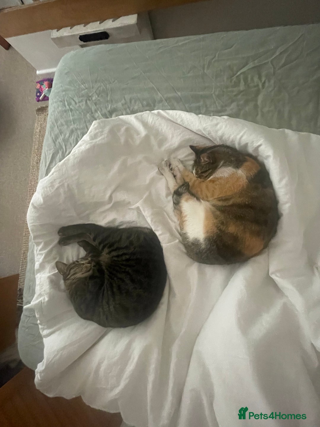 Domestic Shorthair cats for sale: Inigo and Daisy - Advert 12