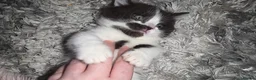 Munchkin cats for sale: Munchkin kittens - Advert 24